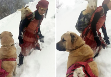 A Girl And Her Dog Saved A Mom Goat With Her Baby