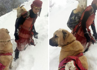 A Girl And Her Dog Saved A Mom Goat With Her Baby