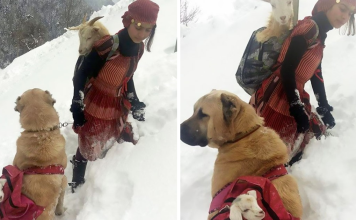 A Girl And Her Dog Saved A Mom Goat With Her Baby