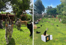 This Cat Sanctuary has Hundreds Of Cats