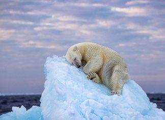 This Photograph Won The Wildlife Photographer of the Year People’s Choice Award