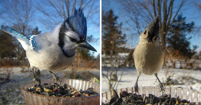 Woman Put a Camera On Her Bird Feeder In Yard, And It Has Caught These Pictures