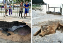 Artist Make Sand Sculptures That Might Make You Do A Double Check