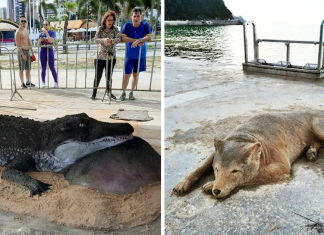 Artist Make Sand Sculptures That Might Make You Do A Double Check