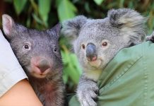Zookeepers Share A Story Of A Koala And A Wombat Becoming Best Buddies