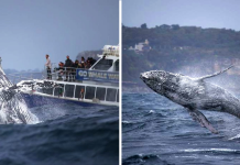 Giant Humpback Whale Breached Out Of The Ocean Infront Of Whale Watchers