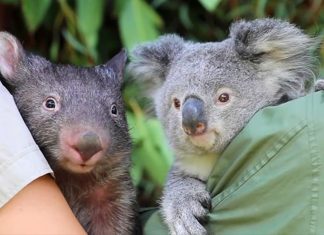 Zookeepers Share A Story Of A Koala And A Wombat Becoming Best Buddies