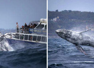 Giant Humpback Whale Breached Out Of The Ocean Infront Of Whale Watchers