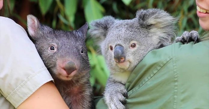 Zookeepers Share A Story Of A Koala And A Wombat Becoming Best Buddies