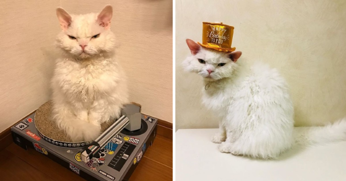 Chirico, The Cat Whose Facial Expressions Make Her Look Like She’s Always Judging Others