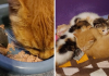 Woman Captured A Video Of Mama Cat Adopts A Mouse