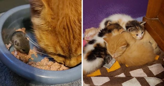 Woman Captured A Video Of Mama Cat Adopts A Mouse