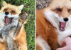 Woman Recorded How Foxes Sound When They’re Enjoying Belly Rubs