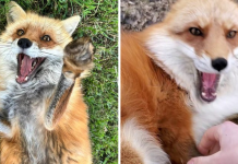 Woman Recorded How Foxes Sound When They’re Enjoying Belly RubsÂ