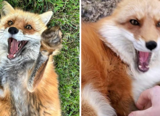 Woman Recorded How Foxes Sound When They’re Enjoying Belly Rubs