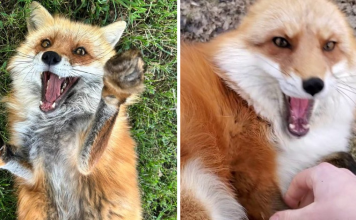 Woman Recorded How Foxes Sound When They’re Enjoying Belly Rubs