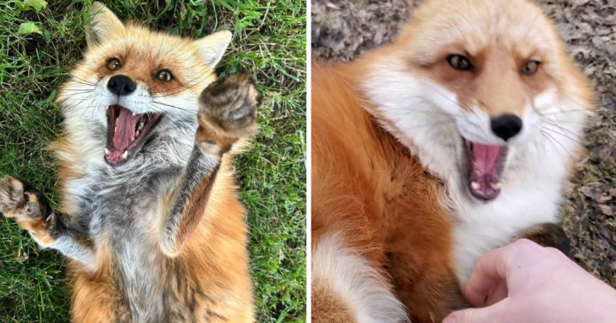Woman Recorded How Foxes Sound When They’re Enjoying Belly Rubs