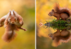 Photographer Waits Hours To Capture The Autumn Idyll Of Squirrels