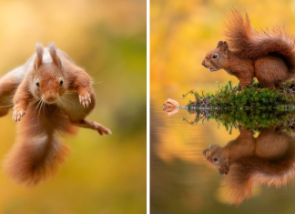 Photographer Waits Hours To Capture The Autumn Idyll Of Squirrels