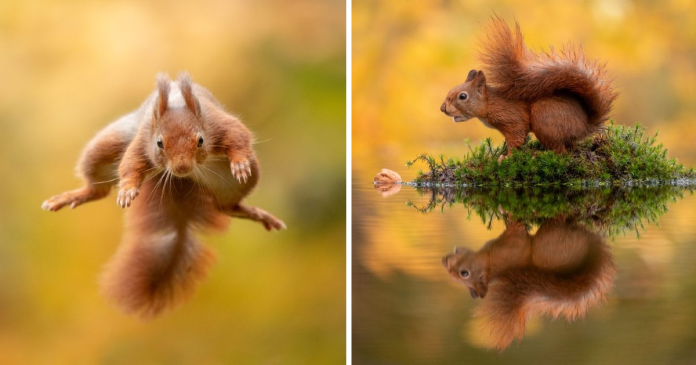 Photographer Waits Hours To Capture The Autumn Idyll Of Squirrels