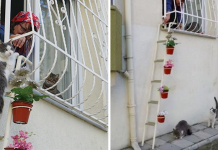 Woman Built A “Cat Ladder” For Stray Cats To Come Inside Her House When It’s Cold Outside