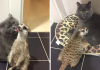 A Cat And A Meerkat Became Best Friends