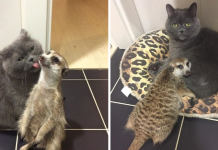 A Cat And A Meerkat Became Best Friends