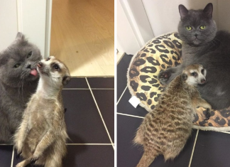 A Cat And A Meerkat Became Best Friends
