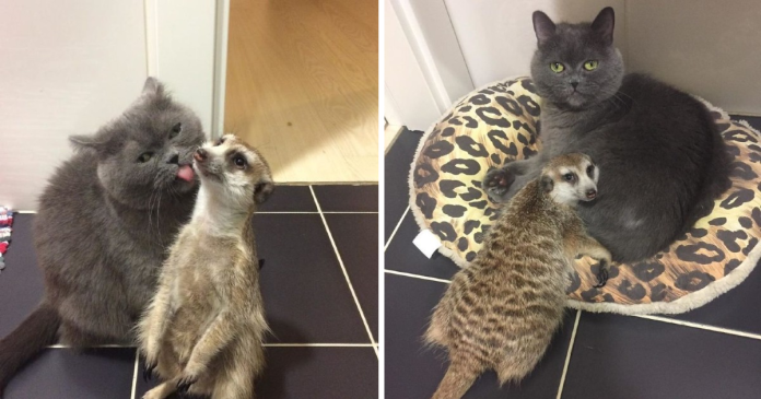 A Cat And A Meerkat Became Best Friends