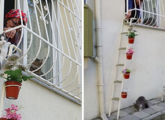 Woman Built A “Cat Ladder” For Stray Cats To Come Inside Her House When It’s Cold Outside