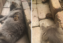 Cat Becomes Best Friends With A Chipmunk And Cuddles Together