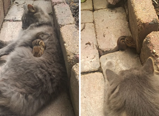 Cat Becomes Best Friends With A Chipmunk And Cuddles Together