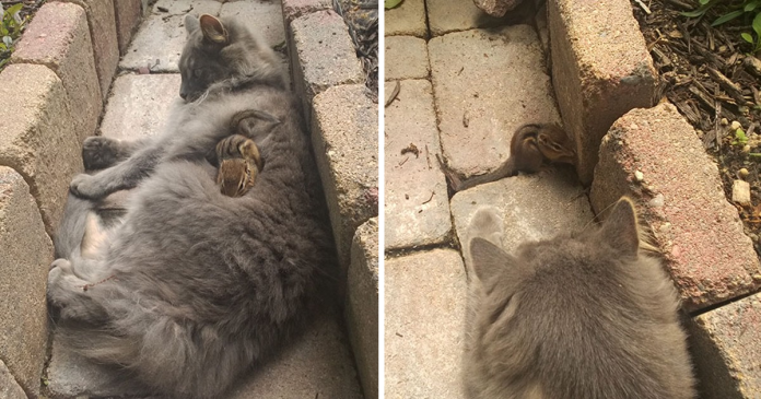 Cat Becomes Best Friends With A Chipmunk And Cuddles Together