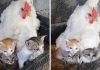 A Guy Photographed His Chicken Taking Care Of Three Orphaned Kittens