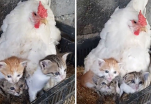 A Guy Photographed His Chicken Taking Care Of Three Orphaned Kittens