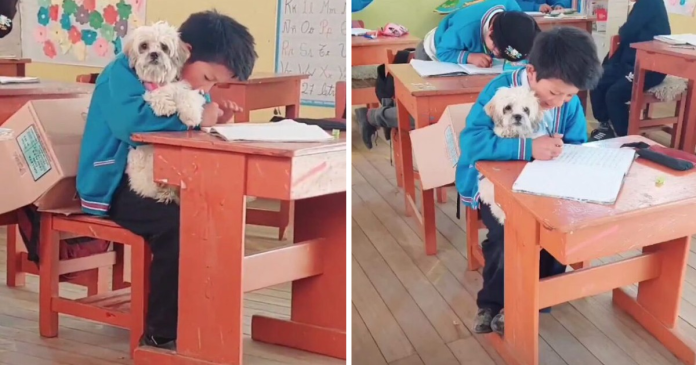 Student Going Through Hardships Asks His Teacher If He Can Bring His Pet Dog To School