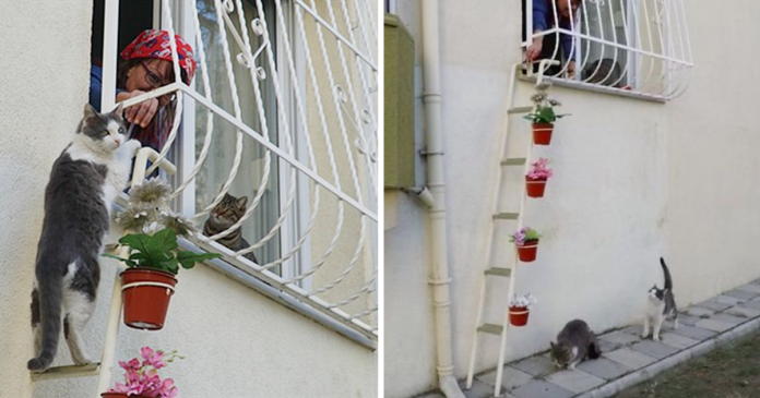 Woman Built A “Cat Ladder” For Stray Cats To Come Inside Her House When It’s Cold Outside