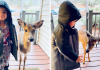 4-Year-Old Boy Goes Out To Play, Befriended a Baby Deer And Brings Him Home