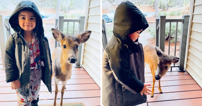 4-Year-Old Boy Goes Out To Play, Befriended a Baby Deer And Brings Him Home