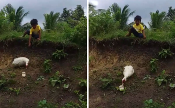 Little Boy’s Slipper Falls Down A Hill, Kind Duck Retrieves It
