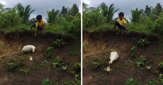 Little Boy’s Slipper Falls Down A Hill, Kind Duck Retrieves It