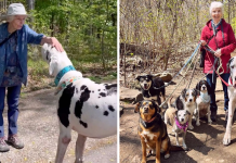 Great Dane Decides The Elderly Woman He Meets On A Hike Is Now His Grandma