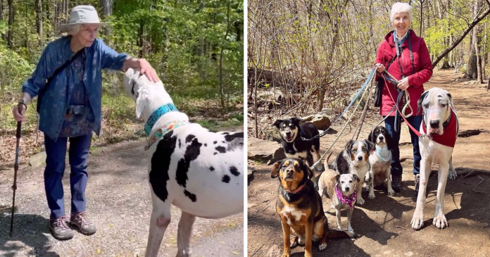 Great Dane Decides The Elderly Woman He Meets On A Hike Is Now His Grandma