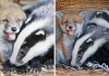 Abandoned Baby Fox Forms A Special Bond With Two Orphaned Badger Cubs At The Animal Shelter