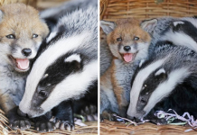 Abandoned Baby Fox Forms A Special Bond With Two Orphaned Badger Cubs At The Animal Shelter