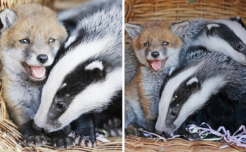 Abandoned Baby Fox Forms A Special Bond With Two Orphaned Badger Cubs At The Animal Shelter