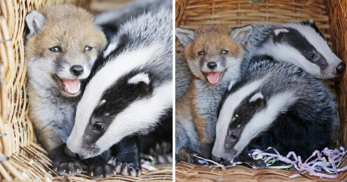 Abandoned Baby Fox Forms A Special Bond With Two Orphaned Badger Cubs At The Animal Shelter