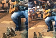 4 Music-Loving Kitties Come To Listen To Street Singer Everyone Else Ignored