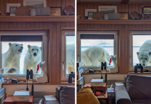 These Arctic Researchers Got Surprised By Polar Bear Visitors While Making Breakfast