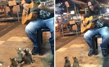 4 Music-Loving Kitties Come To Listen To Street Singer Everyone Else Ignored